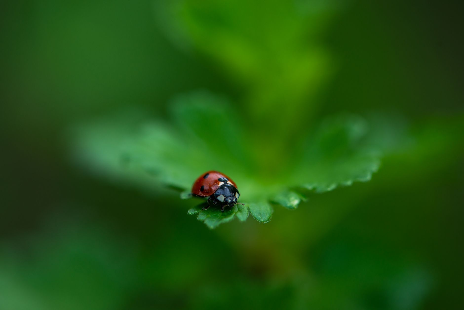 Ilustracja: Focus stacking jak zrobić — poradnik od serii zdjęć do Focus stacking jak zrobić — poradnik od serii zdjęć do gotowego pliku - zdjecie w tresci
