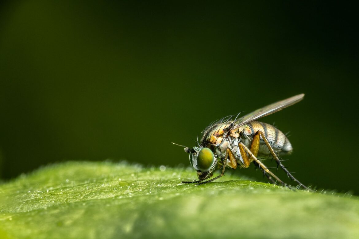 Focus stacking jak zrobić — poradnik od serii zdjęć do gotowego pliku - ilustracja artykulu
